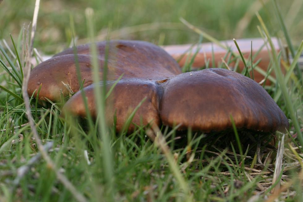 RESTAURANTE EN SORIA