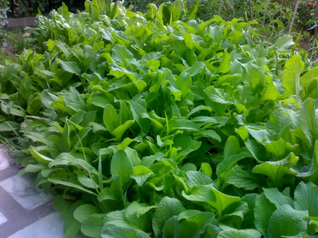 RESTAURANTE EN SORIA