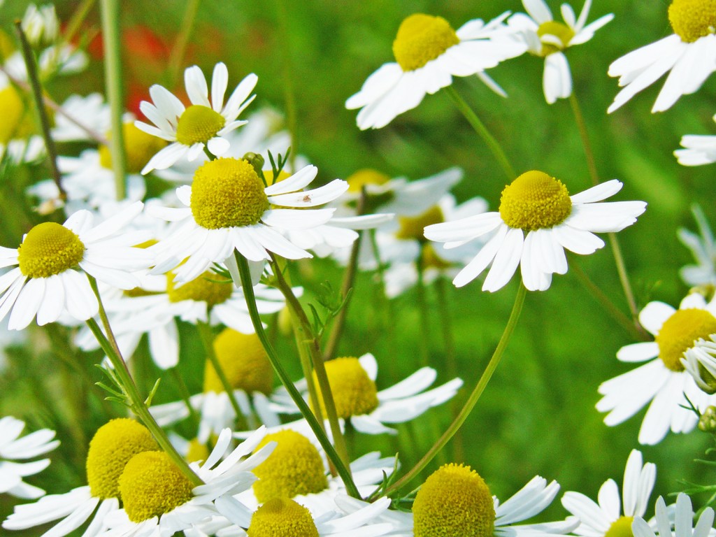 RESTAURANTE EN SORIA